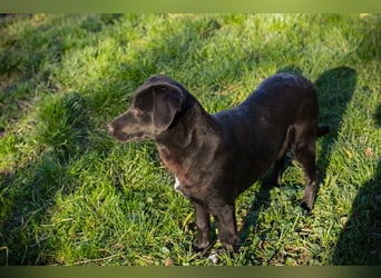 ROXETTA - Fröhliches, verspieltes Labradormischlingsmädchen sucht liebevolle Menschen