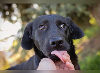 ROXETTA - Fröhliches, verspieltes Labradormischlingsmädchen sucht liebevolle Menschen