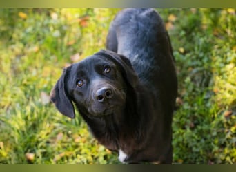 ROXETTA - Fröhliches, verspieltes Labradormischlingsmädchen sucht liebevolle Menschen