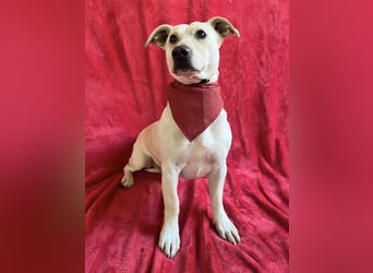 PHILIPP - Sensilber Junghund sucht seine Menschen