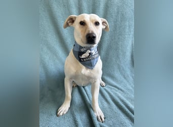 PHILIPP - Sensilber Junghund sucht seine Menschen