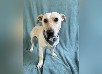 PHILIPP - Sensilber Junghund sucht seine Menschen