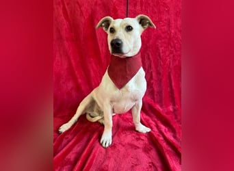 PHILIPP - Sensilber Junghund sucht seine Menschen