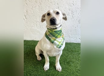 PHILIPP - Sensilber Junghund sucht seine Menschen