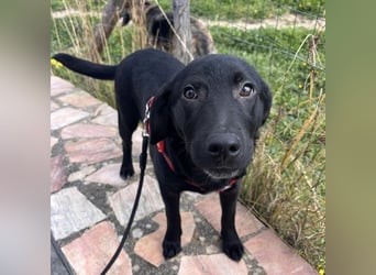 Black - lustiger Welpenbub sucht seine Familie