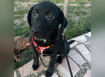 Black - lustiger Welpenbub sucht seine Familie