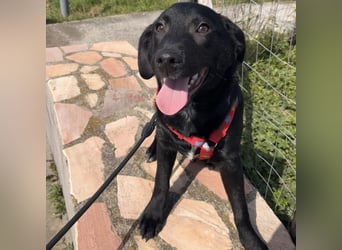 Black - lustiger Welpenbub sucht seine Familie