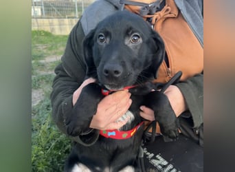 Black - lustiger Welpenbub sucht seine Familie