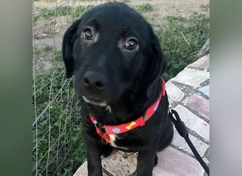 Black - lustiger Welpenbub sucht seine Familie