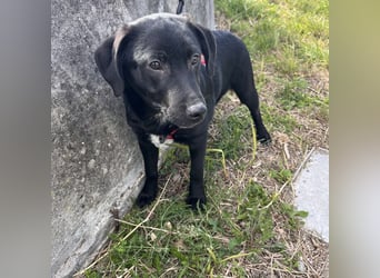 Black - lustiger Welpenbub sucht seine Familie