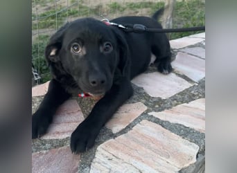 Black - lustiger Welpenbub sucht seine Familie