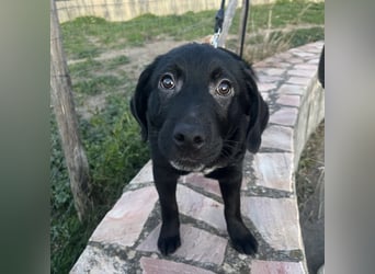 Black - lustiger Welpenbub sucht seine Familie