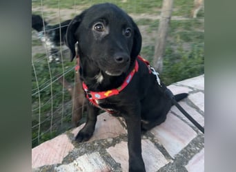 Black - lustiger Welpenbub sucht seine Familie