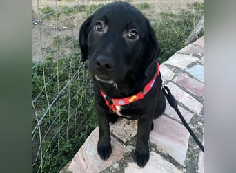 Black - lustiger Welpenbub sucht seine Familie
