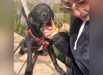 Black - lustiger Welpenbub sucht seine Familie