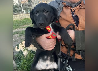 Black - lustiger Welpenbub sucht seine Familie