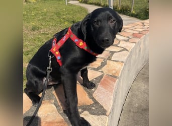Black - lustiger Welpenbub sucht seine Familie
