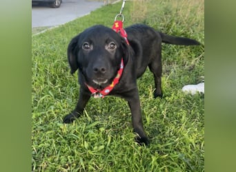 Black - lustiger Welpenbub sucht seine Familie