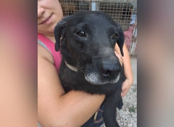 JACK ca. 7 J. liebenswerter Beagle-Labbimix-Rüde sucht