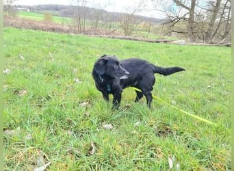 JACK ca. 7 J. liebenswerter Beagle-Labbimix-Rüde sucht