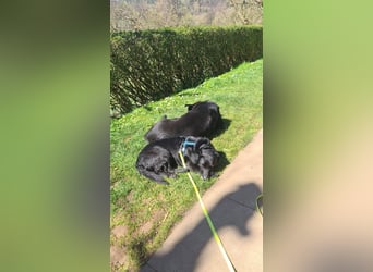 JACK ca. 7 J. liebenswerter Beagle-Labbimix-Rüde sucht