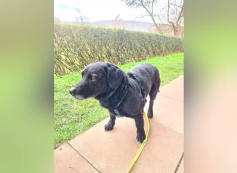 JACK ca. 7 J. liebenswerter Beagle-Labbimix-Rüde sucht
