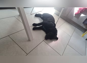 JACK ca. 7 J. liebenswerter Beagle-Labbimix-Rüde sucht