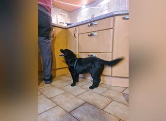 JACK ca. 7 J. liebenswerter Beagle-Labbimix-Rüde sucht