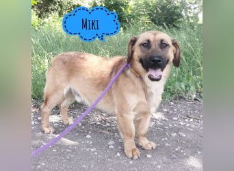 Miki ein absoluter Schatz