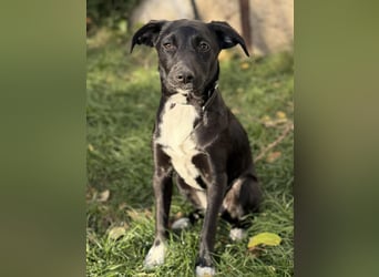 Süße Valea sucht ein Zuhause Süße Valea sucht ein Zuhause