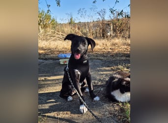 Süße Valea sucht ein Zuhause Süße Valea sucht ein Zuhause