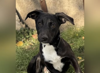 Süße Valea sucht ein Zuhause Süße Valea sucht ein Zuhause