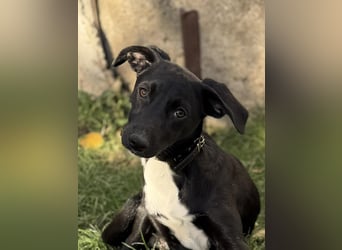 Süße Valea sucht ein Zuhause Süße Valea sucht ein Zuhause