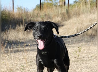 Süße Valea sucht ein Zuhause Süße Valea sucht ein Zuhause
