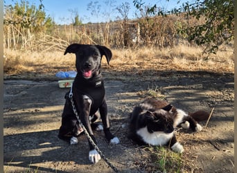 Süße Valea sucht ein Zuhause Süße Valea sucht ein Zuhause