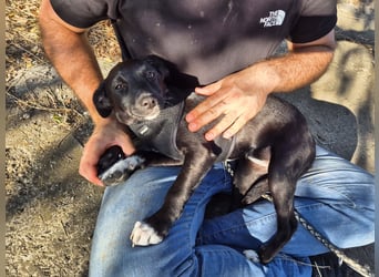 Süße Valea sucht ein Zuhause Süße Valea sucht ein Zuhause