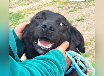 Rüde Plenn möchte Rumänien schnell verlassen