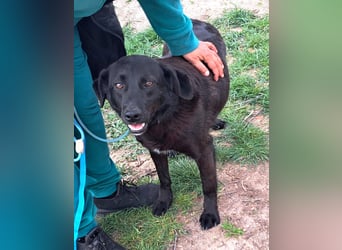 Rüde Plenn möchte Rumänien schnell verlassen