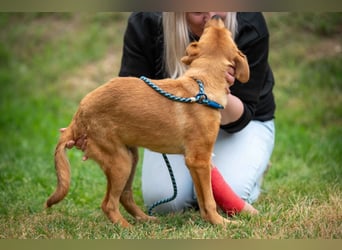 Arezzo