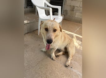 Kleine Grinsebacke BERTI (2 Jahre) sucht eine Familie!