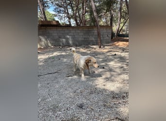 Kleine Grinsebacke BERTI (2 Jahre) sucht eine Familie!