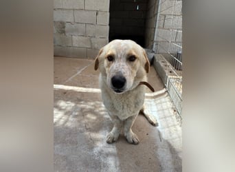 Kleine Grinsebacke BERTI (2 Jahre) sucht eine Familie!