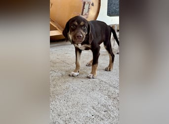 Mischlingswelpe SPENCER sucht eine Familie!