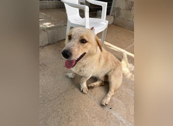 Kleine Grinsebacke BERTI (2 Jahre) sucht eine Familie!