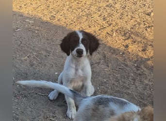 Kleine Hundedame TIARA (Juni 2026) sucht eine Familie!