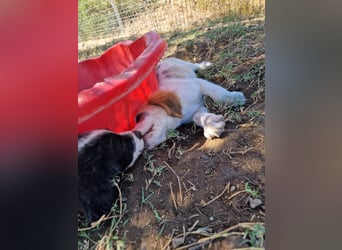 Kleine Hundedame TIARA (Juni 2026) sucht eine Familie!