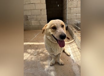 Kleine Grinsebacke BERTI (2 Jahre) sucht eine Familie!