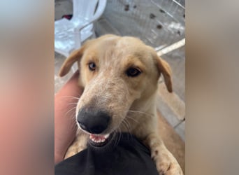 Kleine Grinsebacke BERTI (2 Jahre) sucht eine Familie!