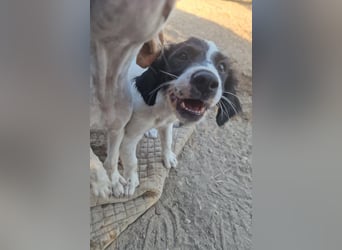 Kleine Hundedame TIARA (Juni 2026) sucht eine Familie!