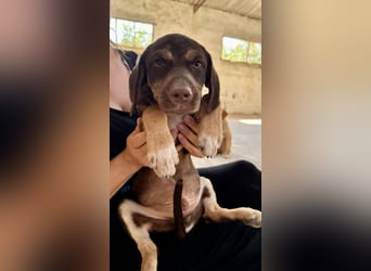 Mischlingswelpe SPENCER sucht eine Familie!